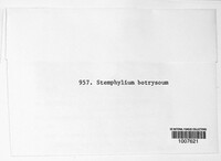 Stemphylium botryosum image
